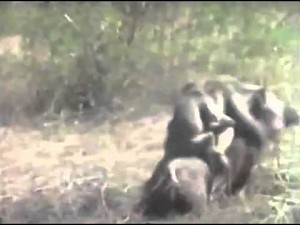 Małpy uciekają... na świni