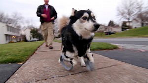 Niepełnosprawny pies zyskuje lepsze życie dzięki drukarce 3D