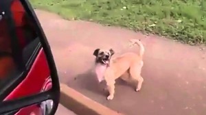 Pies podąża za właścicielem zabranym do szpitala