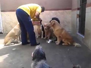 Karmienie posłusznych psów