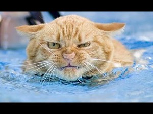 Koty w wodzie 2014