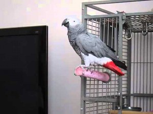 Afrykańska papuga szara cytuje agenta 007
