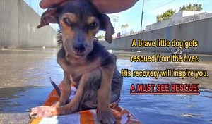 Dzielny pies uratowany przez człowieka