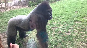 Kiedy goryl w zoo atakuje