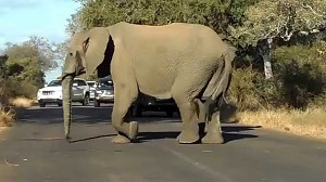 Dorosłe słonie osłaniają młodego podczas przechodzenia przez drogę