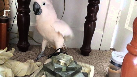 Papuga dowiaduje się, że idzie do weterynarza
