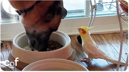 Papużka śpiewa psu do obiadu