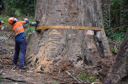 Wycinananie 80-metrowych drzew