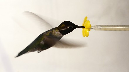 Co się stanie, gdy umieścisz kolibra w tunelu aerodynamicznym?