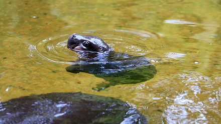 Pierwsza kąpiel hipopotamiątka
