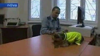 Nowe psy w czeskiej policji 