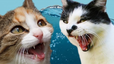 Koty kontra woda