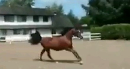 Koń w pięknym stylu ucieka z zagrody