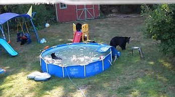Niedźwiedzia rodzina odwiedza ogródek w New Jersey