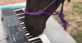 Tu jest koniec internetu - koń grający na klawiszach