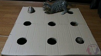 Karton, kilka wyciętych dziur i gra dla kotów gotowa