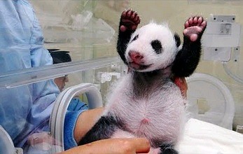 Pierwsze spotkanie małej pandy z matką