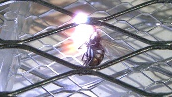 Unicestwianie muchy przy pomocy elektrycznej łapki w zwolnionym tempie