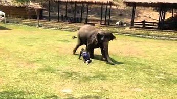 Słoń rusza na ratunek swojemu opiekunowi