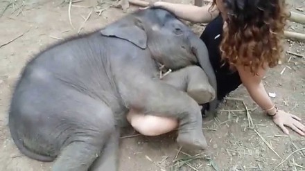 Śpiące słoniątko na kolanach