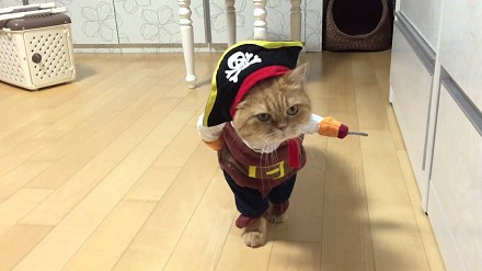 Najlepszy strój dla kota - pirat!