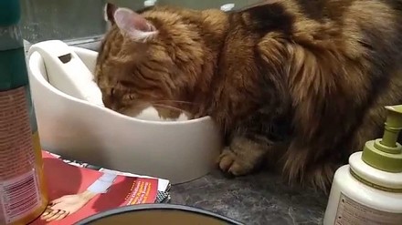 Dziwny koci rytuał przed piciem wody