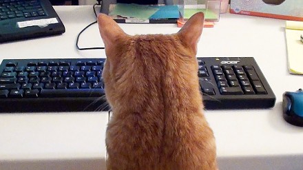 Jak wygląda praca przy komputerze, gdy masz kota?