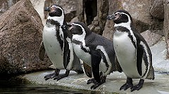 Nieudana ucieczka pingwinów z zoo