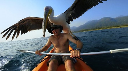 Na ryby z pelikanem
