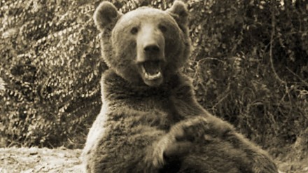 Prawdziwa historia o niedźwiedziu Wojtku