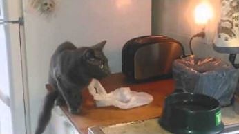 Kot-katapulta podjada sobie coś obok tostera
