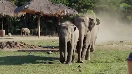 Słonie idące na przywitanie