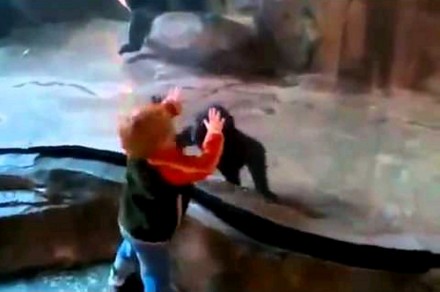 Mama małpki nie pozwala bawić jej się z ludźmi