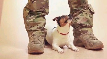 Tak odbywa się szkolenie psów wojskowych w Polsce