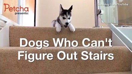 Psie sposoby na wchodzenie i schodzenie po schodach
