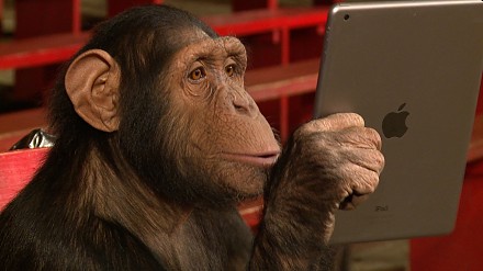 Szympansy dają się nabrać na magię z iPada