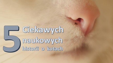 5 ciekawych, naukowych historii o kotach | Ranking Naukowego Bełkotu #11