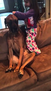 Cierpliwy pies i mała dziewczynka bawią się w lekarza