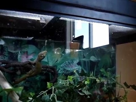 Gekon-ninja w ekwilibrystyczny sposób łapie sobie obiad