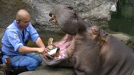 Do tej pracy trzeba mieć jaja. Tak się myje zęby najniebezpieczniejszemu ssakowi Afryki.