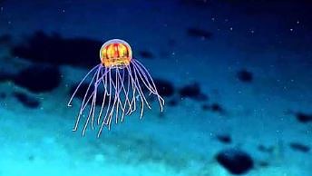 Niesamowita meduza z okolic Rowu Mariańskiego