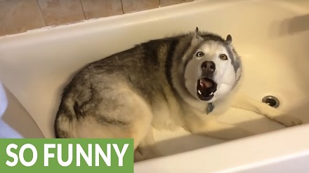 Niezadowolony husky chce się wykąpać!