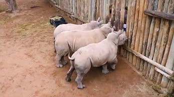 Małe nosorożce płaczą, kiedy kończy się dla nich mleko