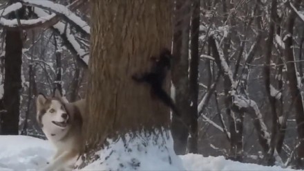 Wiewiórka bawi się w kotka i myszkę z huskym