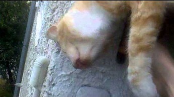 Żywy trup, czyli wyjątkowo śpiący kot