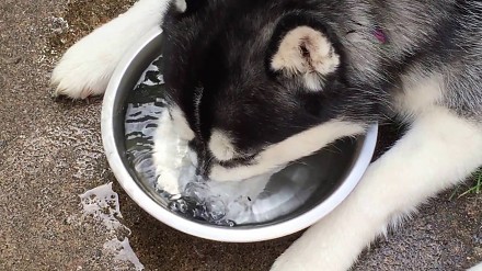 Husky "pije" wodę