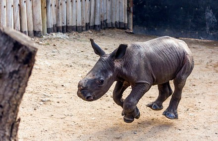 Młody rozbrykany nosorożec na spacerze z psami i reagujący na swoje imię!