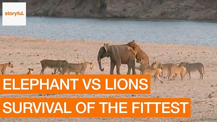 Największy złodupiec wśród słoni daje odpór stadu lwów. I jeszcze je pogania!