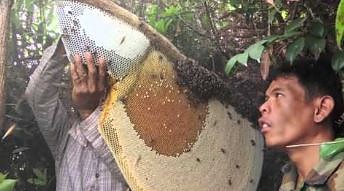 Zbieranie miodu od pszczoły olbrzymiej bez ubrania ochronnego