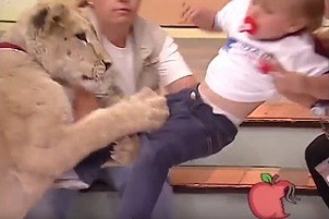 Lew rzuca się na malutkie dziecko podczas nagrania telewizyjnego!